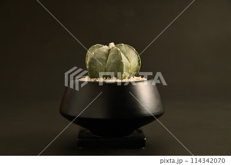 ランポウランポウギョク 114342070