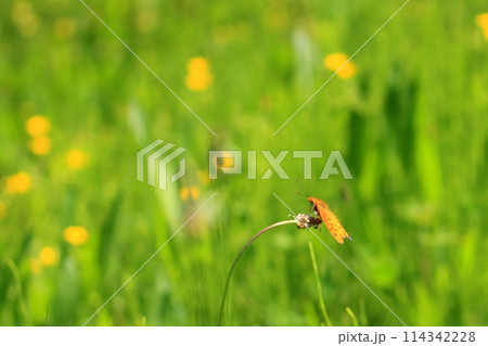 ツマグロヒョウモン 114342228