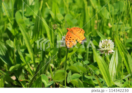 ツマグロヒョウモン 114342230