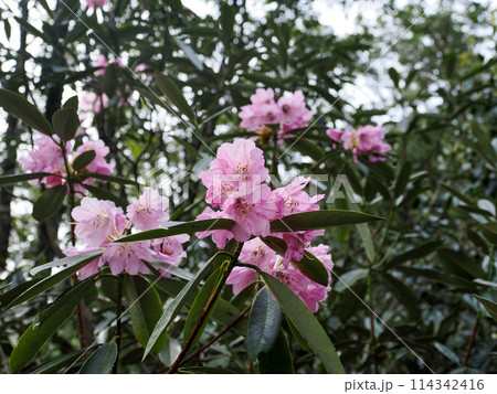 自生するホンシャクナゲの花 自生するホンシャクナゲの花 114342416