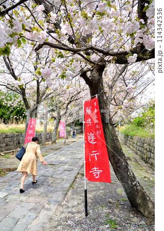 藤沢遊行寺のいろは坂に咲く八重桜 藤沢遊行寺のいろは坂に咲く八重桜 114342536