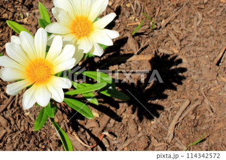 白いガザニアの花 114342572