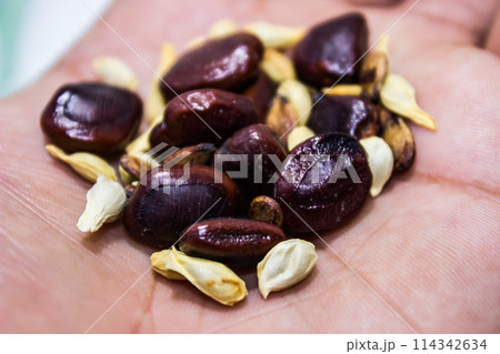 A picture of mixed seeds with selective focus A picture of mixed seeds with selective focus 114342634