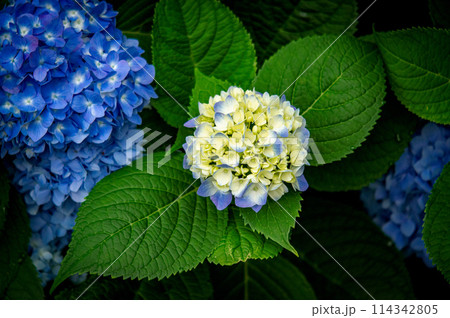 色づき始めた紫陽花 114342805