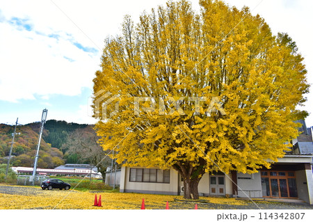 岡山　イチョウ　銀杏　八束のイチョウ 114342807