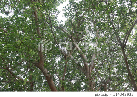 The banyan tree on road of village 114342933