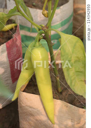 Banana pepper on tree in farm 114342950