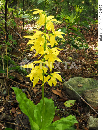 キエビネのある風景 キエビネのある風景 114342967