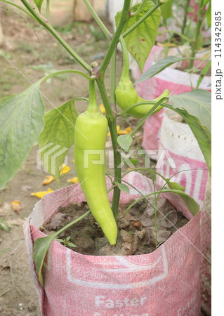 Banana pepper on tree in farm 114342985