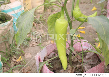 Banana pepper on tree in farm 114342986