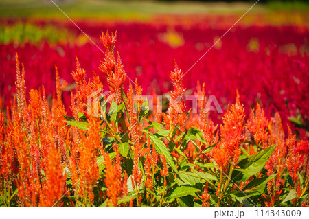 秋の森林公園に咲く羽毛ケイトウの花 114343009