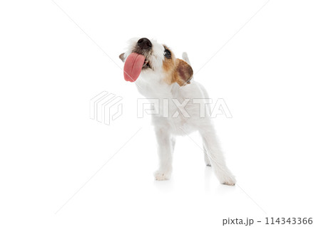Funny dog, adorable purebred Jack Russell Terrier licking with tongue isolated on white studio background 114343366