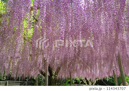 あしかがフラワーパーク　藤棚 114343707
