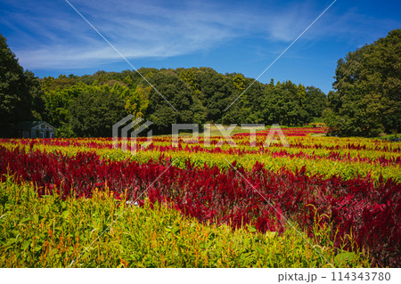 秋の森林公園に咲く羽毛ケイトウの花 114343780