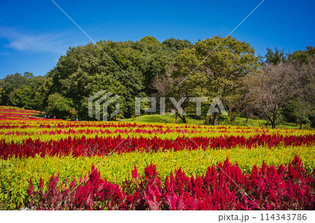 秋の森林公園に咲く羽毛ケイトウの花 秋の森林公園に咲く羽毛ケイトウの花 114343786