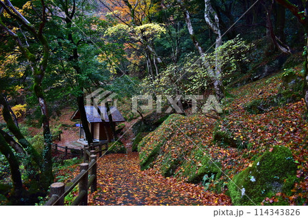 鳥取　紅葉 114343826