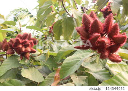 achiote on tree for harvest achiote on tree for harvest 114344031