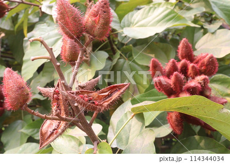 achiote on tree for harvest achiote on tree for harvest 114344034