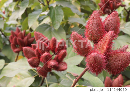 achiote on tree for harvest 114344050
