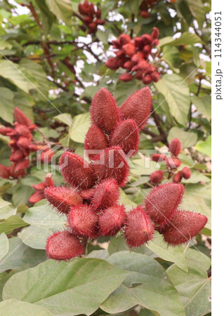 achiote on tree for harvest 114344051