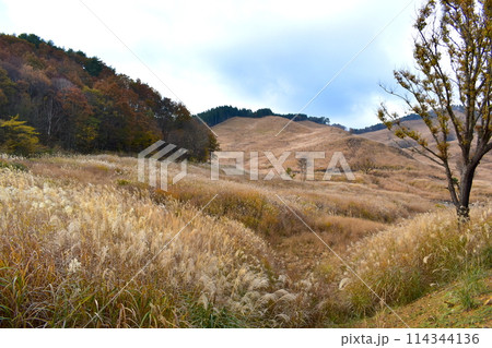 兵庫 砥峰高原 ススキ すすき 兵庫 砥峰高原 ススキ すすき 114344136