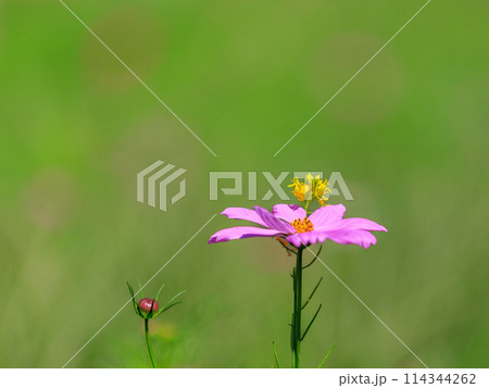秋の野原に咲くピンクのコスモスの花 114344262