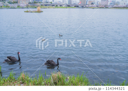 茨城　千波湖の黒鳥 114344321