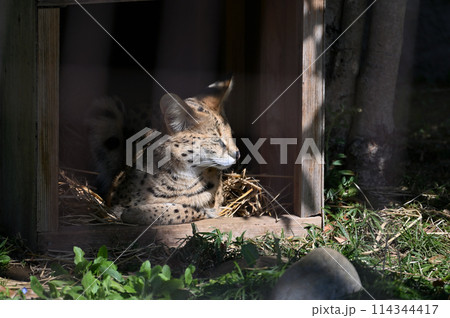 サーバル　多摩動物公園　 114344417