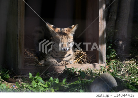 サーバル　多摩動物公園　 114344418