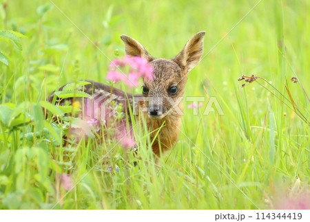 Adorable european roe deer fawn in spring Adorable european roe deer fawn in spring 114344419