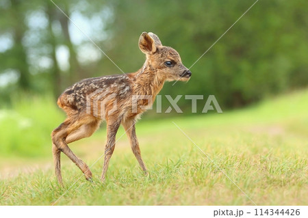 Adorable european roe deer fawn in spring 114344426