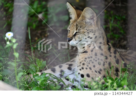 サーバル　多摩動物公園　 114344427