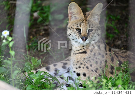 サーバル 多摩動物公園 サーバル 多摩動物公園 114344431