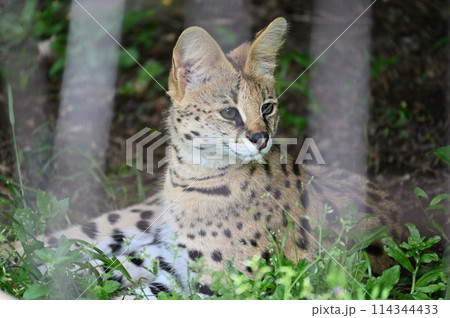 サーバル 多摩動物公園 サーバル 多摩動物公園 114344433