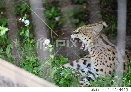 サーバル　多摩動物公園　 114344436