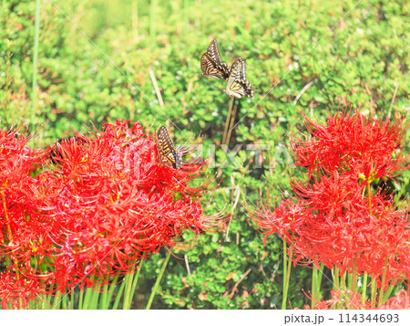 ヒガンバナの蜜を吸うアゲハチョウ 114344693