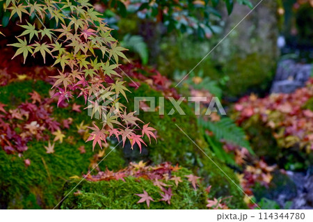 由志園 紅葉 島根 秋 由志園 紅葉 島根 秋 114344780