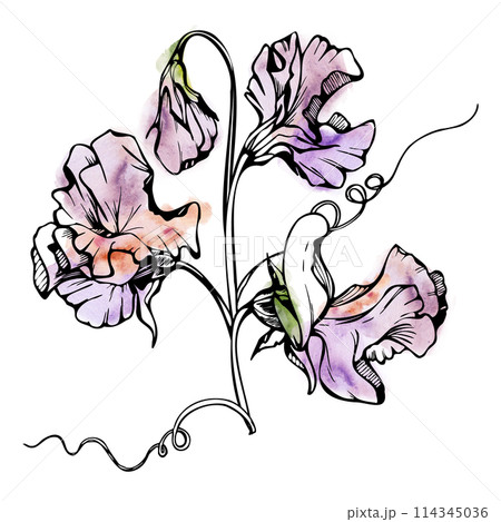 Hand drawn watercolor ink illustration botanical flowers leaves. Sweet everlasting pea, vetch bindweed legume. Branch bouquet isolated on white background. Design wedding, love cards, floral shop 114345036
