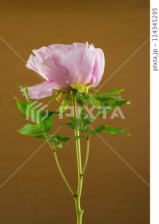 Pink tree peony flower, isolated on brown background Pink tree peony flower, isolated on brown background 114345295