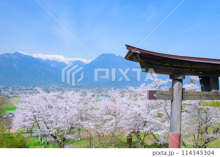 四神社より桜並木と北アルプスを望む【北安曇郡池田町】 四神社より桜並木と北アルプスを望む【北安曇郡池田町】 114345304