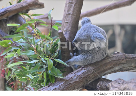 元気なコアラ　多摩動物公園 114345819