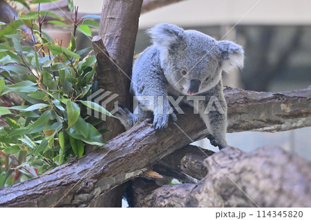 元気なコアラ　多摩動物公園 114345820