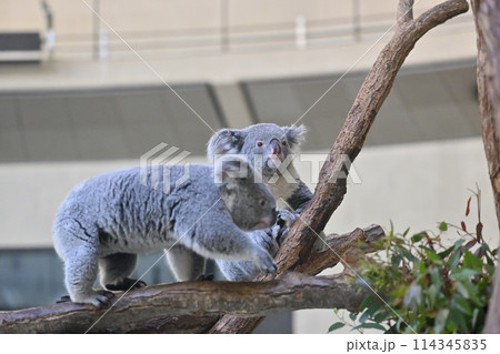 元気なコアラ　多摩動物公園 114345835