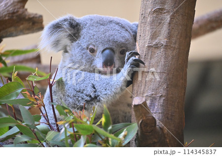 元気なコアラ　多摩動物公園 114345837