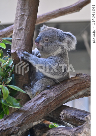 元気なコアラ　多摩動物公園 114345841