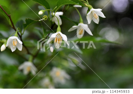 エゴノキの花 エゴノキの花 114345933