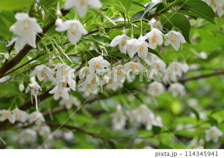 エゴノキの花 エゴノキの花 114345941