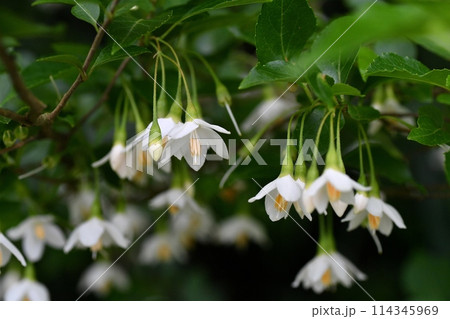 エゴノキの花 エゴノキの花 114345969