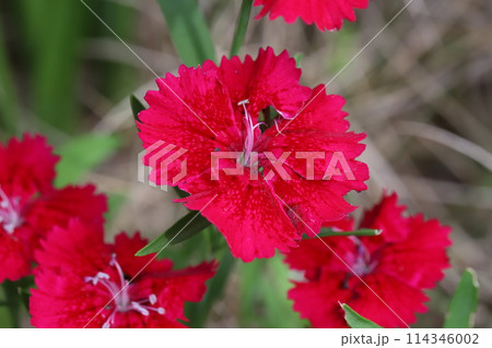 春の庭に咲く赤い石竹の花 114346002