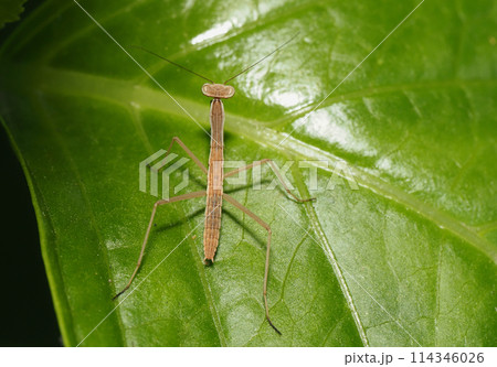 オオカマキリの幼虫 114346026